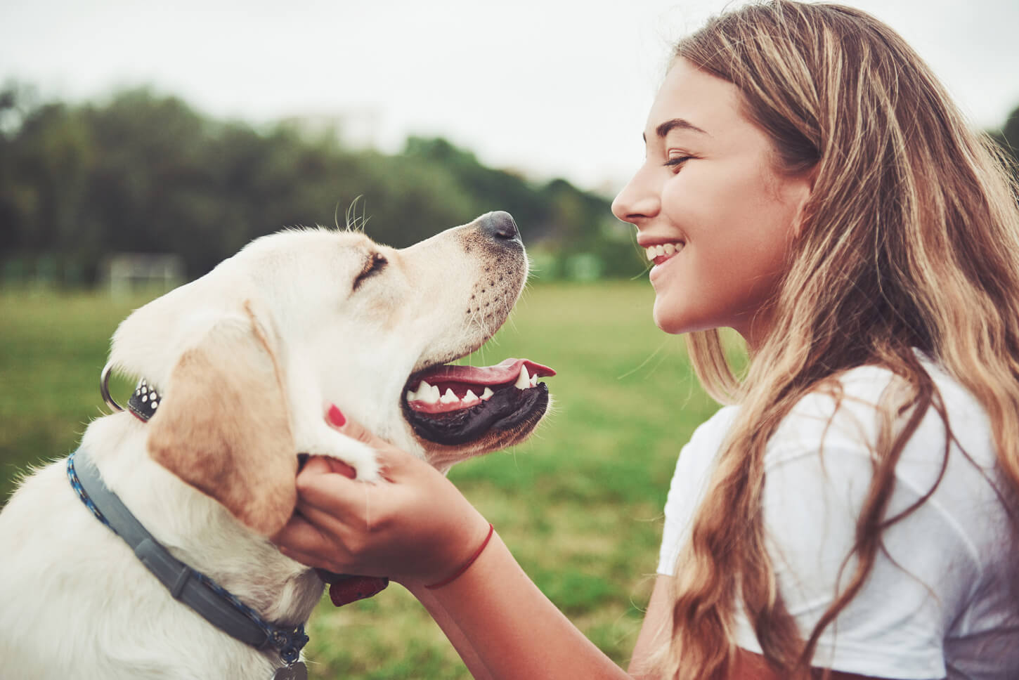 Bylake Boarding Kennels & Cattery | Chelmsford, Essex